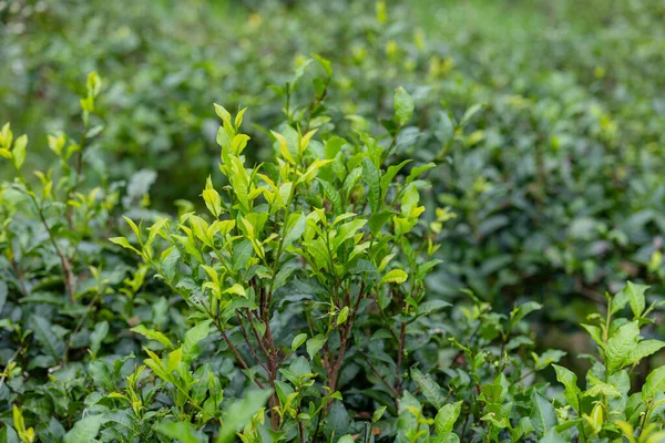 田里的绿茶树 — 图库照片