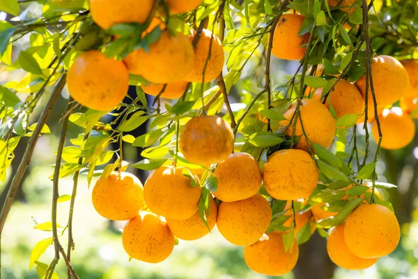 Biologische Sinaasappelboomgaard — Stockfoto