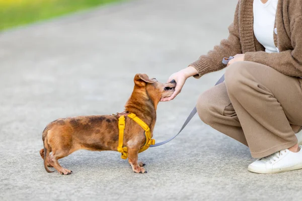 Pet owner feed her dachshund dog at park