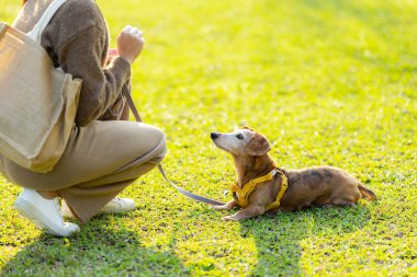 Hayvan sahibi köpeği ile parkta antrenman yapıyor.