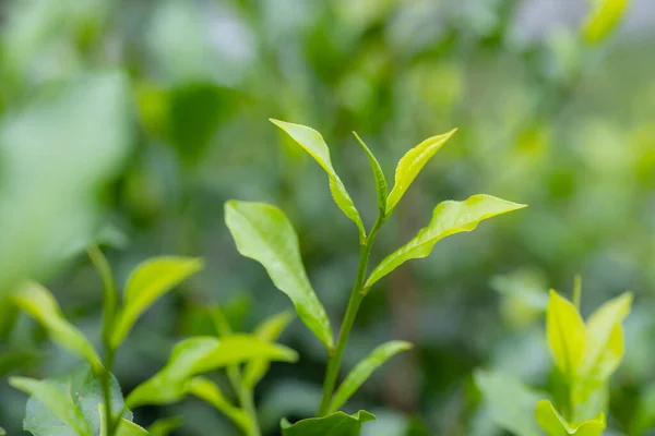 Zbliżenie Drzewa Zielonej Herbaty — Zdjęcie stockowe