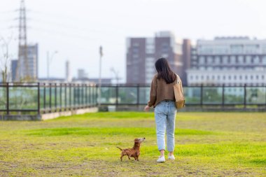 Dachshund köpeği bahçede yürüyor.