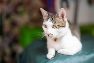 Dışarıdaki sevimli sokak kedisi.