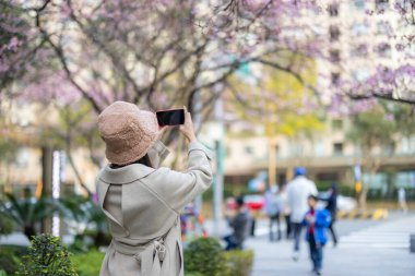 Kadın şehirde Sakura ağacıyla fotoğraf çekmek için cep telefonu kullanıyor.