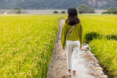 Kadın pirinç tarlasında yürüyor
