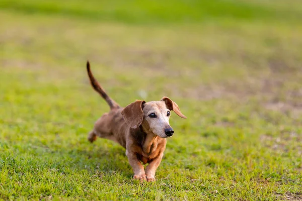 Dachshund Köpeği Parkın Üzerinde Koşuyor — Stok fotoğraf