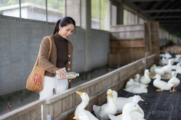 Woman Feed Duck Tourist Farm — Stock Photo, Image
