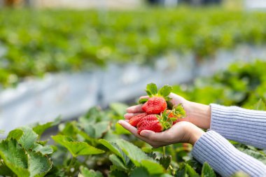 Tarlada taze çileklerle el ele tutuşun.