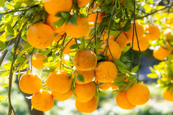 有機オレンジ色の果樹園 — ストック写真