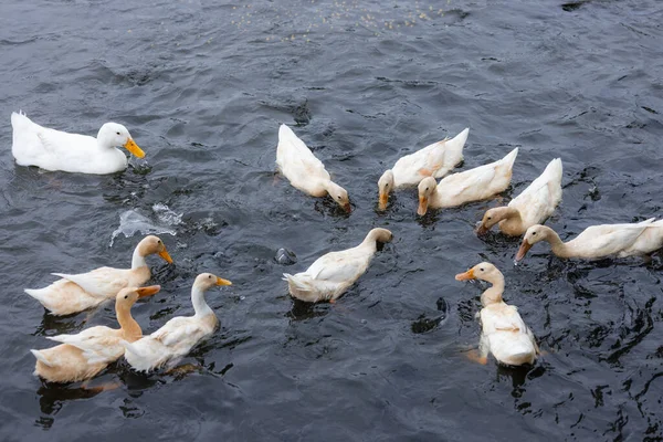 鸭在池塘里游泳 — 图库照片