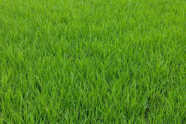 Рисовое Поле Илане Тайване — стоковое фото