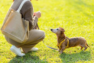 Hayvan sahibi köpeği ile parkta antrenman yapıyor.