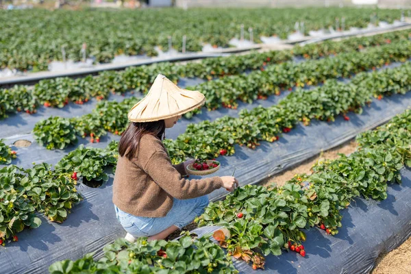 Frau Besucht Bio Erdbeerfarm — Stockfoto
