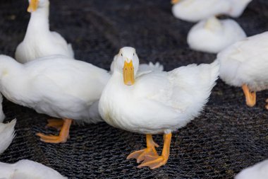 Lots of duck in local farm in Taiwan