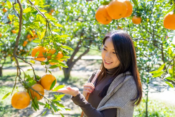 オレンジ色の有機農場を訪れる女性 — ストック写真