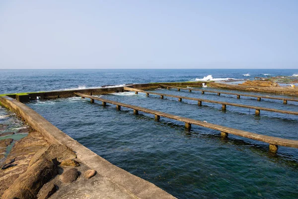 Abalone Stone Farm Sea — Stock Photo, Image