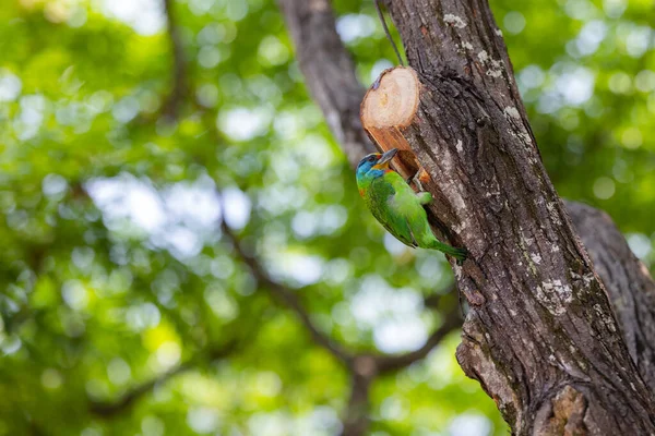 Taiwan barbet bird on the tree bark