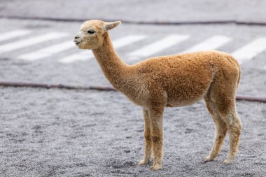 Beautiful brown alpaca with soft fur