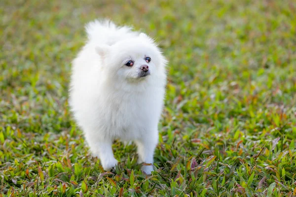 Pomeranya Köpeği Çimlerin Üzerinde Yürüyor — Stok fotoğraf