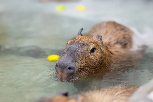 Capybara Simmar Vattendammen Djurparken — Stockfoto