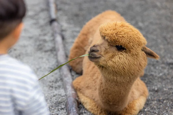 Beautiful Brown Alpaca Soft Fur —  Fotos de Stock