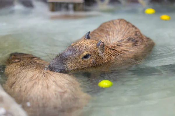 Capybara Pływać Stawie Parku Zoologicznym — Zdjęcie stockowe