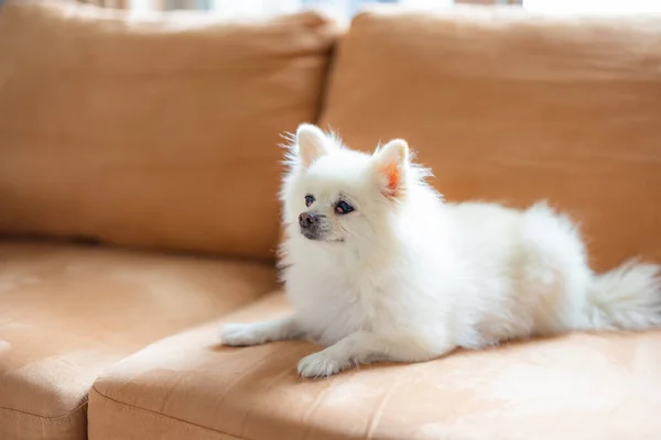 Pomeranian Dog Sit Sofa — Stock Photo, Image
