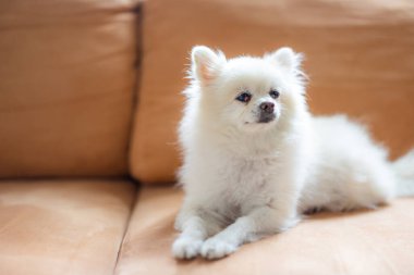 Pomeranya köpeği kanepeye oturur.