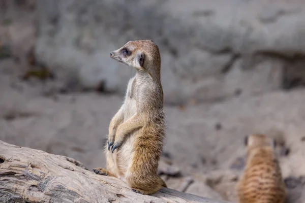 Meerkat Zoo — Stock fotografie