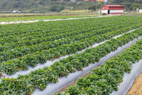 Aardbeienveld Miaoli Van Taiwan — Stockfoto