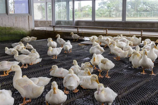 Group White Ducks Farm — Stock Photo, Image