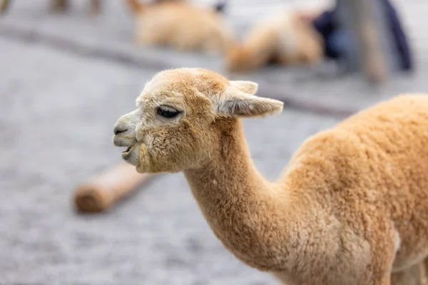 Mooie Bruine Alpaca Met Zachte Vacht — Stockfoto