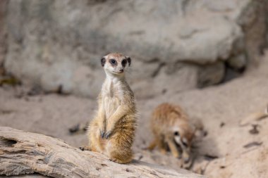 hayvanat bahçesi parkta mirket