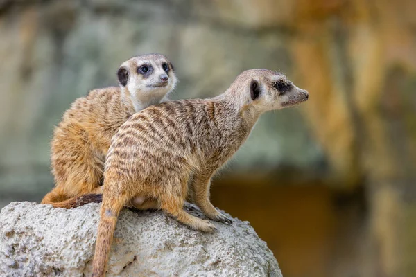 Meerkat Zoo Parken — Stockfoto