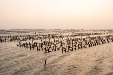 Gün batımında deniz üzerinde istiridye çiftliği