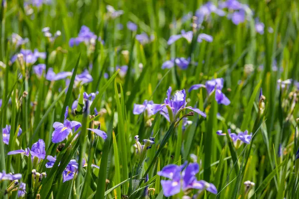 Jardín Flores Con Iris Púrpura Tectorum —  Fotos de Stock