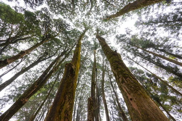 Widok Dolny Drzewa Lesie — Zdjęcie stockowe
