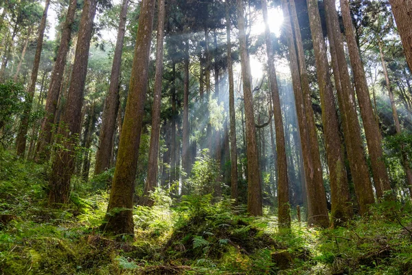 Vue Bas Des Rayons Soleil Travers Bois Dans Paysage Forestier — Photo