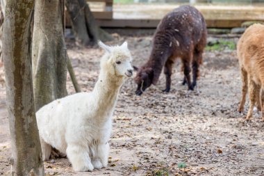 Hayvanat bahçesi parkında yumuşak kürklü güzel alpaka