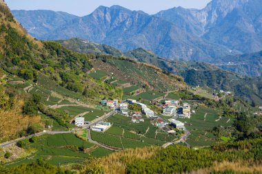Tayvan 'daki Shizhuo' lu Alishan 'da bir sürü çay tarlası var.