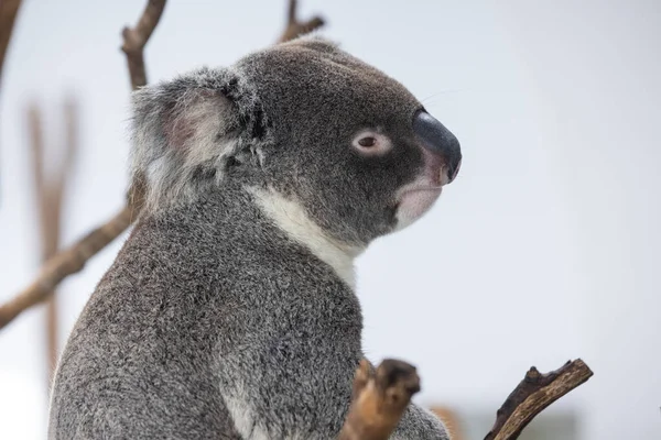 Koala Medve Állatkertben — Stock Fotó