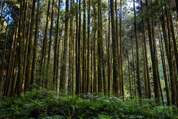 Skogslandskap Alishan Nationell Skog Rekreationsområde — Stockfoto