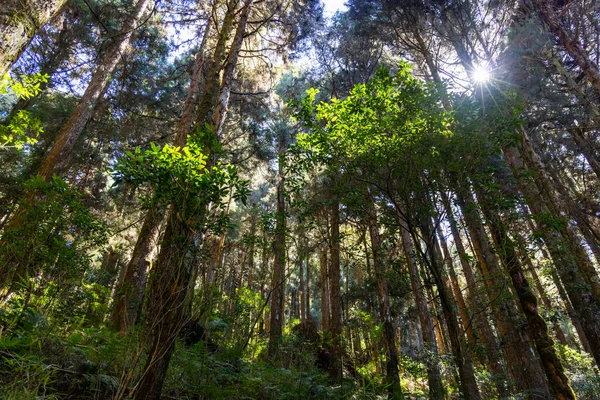 Ηλιακό Φως Πάνω Από Δάσος — Φωτογραφία Αρχείου