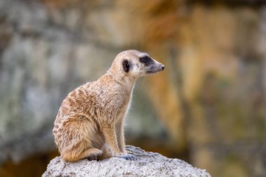Meerkat in the zoo park clipart