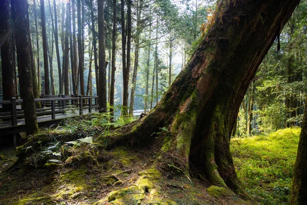 Grande Árvore Gigante Alishan Taiwan — Fotografia de Stock