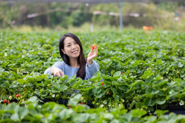 女人去草莓地里摘草莓 — 图库照片