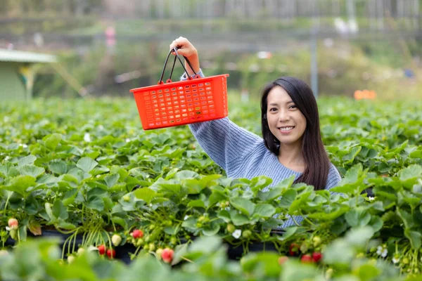 女性はイチゴを選ぶためにイチゴ畑に行く — ストック写真