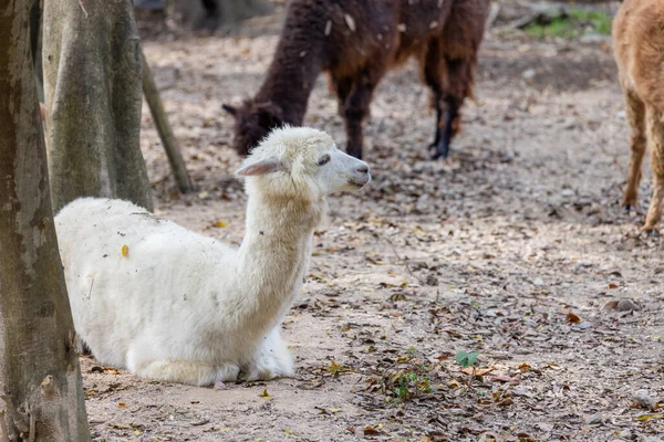 动物园公园里美丽的羊驼 毛茸茸的 — 图库照片