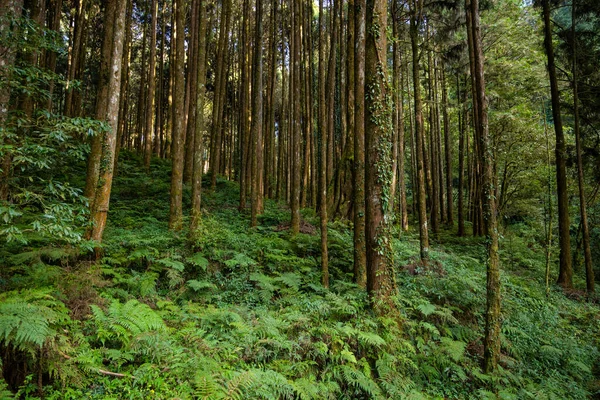 Лісовий Пейзаж Алішській Національній Зоні Відпочинку Лісу — стокове фото