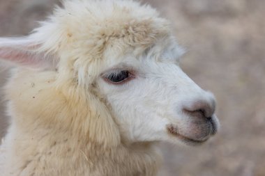 Hayvanat bahçesi parkında yumuşak kürklü güzel alpaka